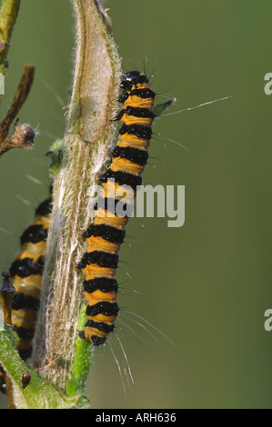 Zinnober Motte Larve Tyria jacobaeae Stockfoto