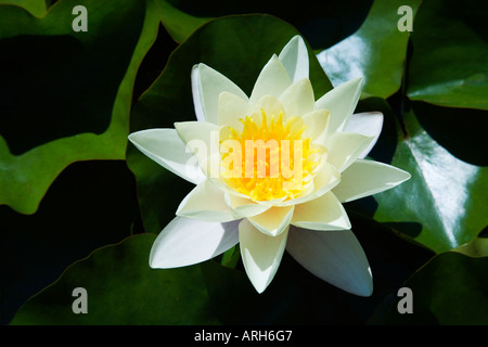 Weiße Seerose Seerose Seerose draußen im hellen Sommer Sonne Sonnenschein Stockfoto