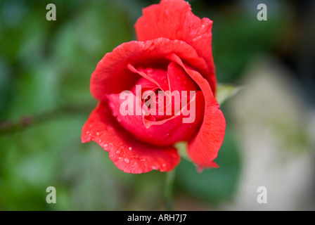 Valentines Tag Rote Rose. RED ROSE duftenden Wolke ein Hybrid Tea Rose bekannt für seinen süssen Duft Stockfoto