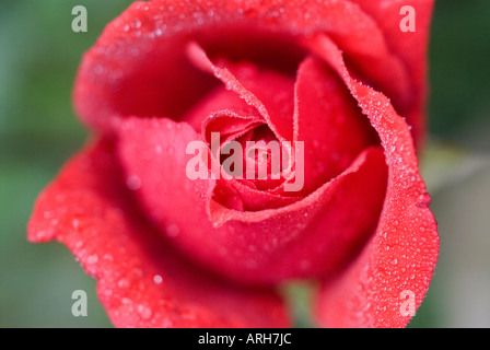 ROTE ROSE DUFTENDEN WOLKE EINE HYBRIDE TEROSE BEKANNT FÜR SEINEN SÜßEN DUFT Stockfoto