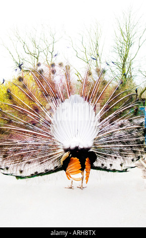 Rückansicht der Pfau Stockfoto