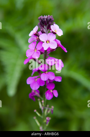 COMMON NAME Wand Blume lateinischer Name: Zonen Stockfoto