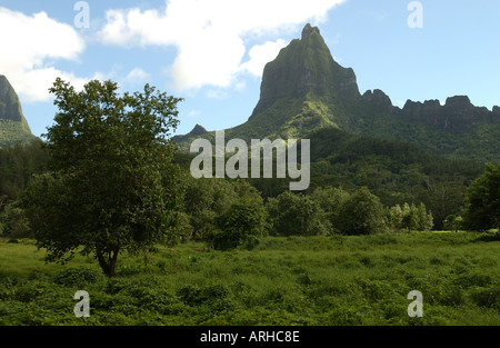 Tropischen Regenwald Moorea Tahiti Französisch-Polynesien Südsee Stockfoto