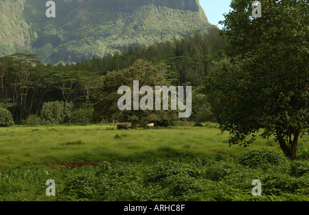 Tropischen Regenwald Moorea Tahiti Französisch-Polynesien Südsee Stockfoto
