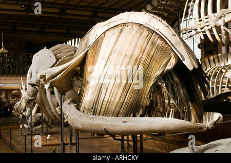 Eine Ausstellung von Knochen und Skelette in der Paläontologie und der vergleichenden Anatomie Galerie Natural History Museum Paris Stockfoto