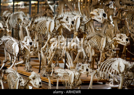 Eine Ausstellung von Knochen und Skelette in der Paläontologie und der vergleichenden Anatomie Galerie Natural History Museum Paris Stockfoto