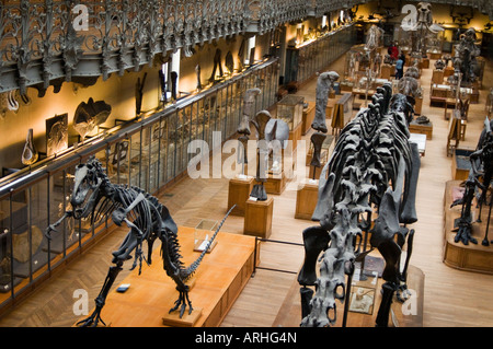 Skelett eines Allosaurus in der Paläontologie und der vergleichenden Anatomie Galerie Naturkundemuseum Paris, Frankreich Stockfoto