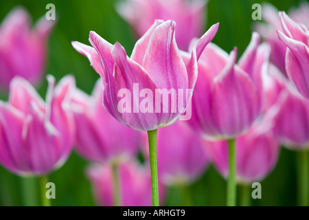 Butchart Gardens, Victoria, Vancouver Island, Gruppe von rosa Tulpen im Frühjahr blühen. Stockfoto