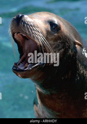Ein Porträt von Seelöwe (Zalophus Californianus) bellen gegen ein blaues Meer Stockfoto