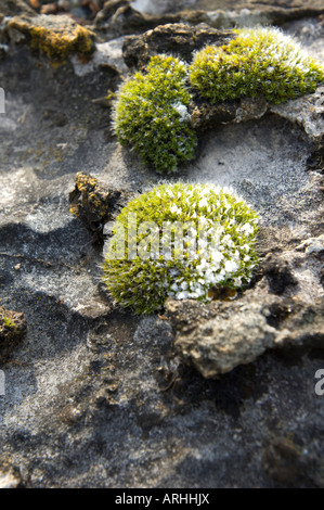 grünes Moos auf Stein Schnee Eis eisigen Winter Winter eingefroren Einfrieren kalten nass Stockfoto