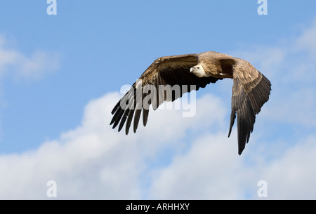 Ein Eurasion Gänsegeier im Flug vor blauem Himmel Stockfoto