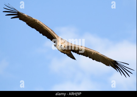 Ein Eurasion Gänsegeier im Flug vor blauem Himmel Stockfoto