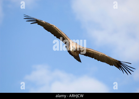 Ein Eurasion Gänsegeier im Flug vor blauem Himmel Stockfoto