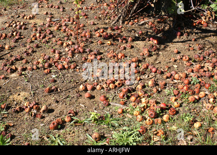 Gefallenen Äpfel am Boden verrotten Stockfoto