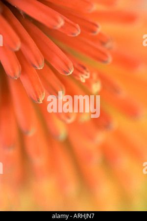 Rote heiße Poker KNIPHOFIA UVARIA Stockfoto