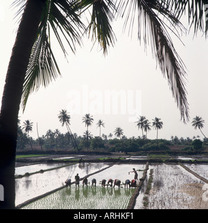 Menschen arbeiten in Reisfeldern im Süden von Goa, Indien Stockfoto