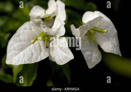 Weiße Bougainvillea zeigen gelbe Blume und weiße Hochblätter Stockfoto