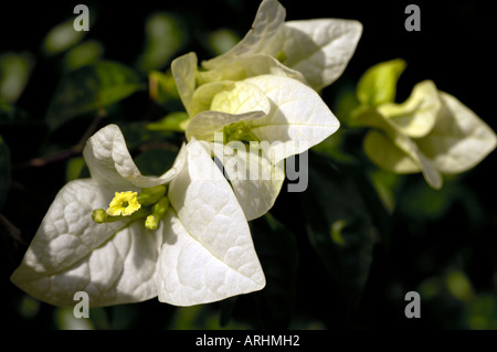 Weiße Bougainvillea zeigen gelbe Blume und weiße Hochblätter Stockfoto
