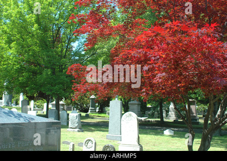 Grove Street Cemetery National Historic Landmark mit japanischen Ahorn New Haven Connecticut Stockfoto