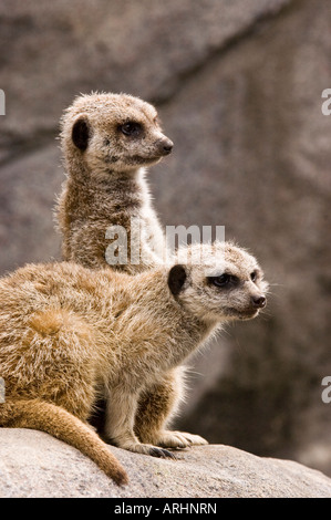 Zwei Erdmännchen auf Felsen Stockfoto