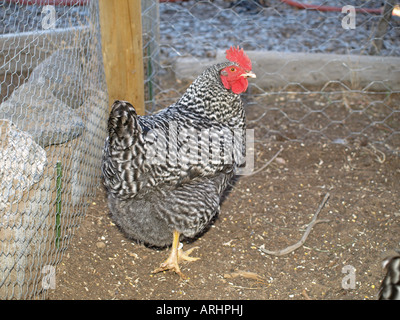 Porträt eines vergitterten Plymouth Rock Henne Huhn in einem coop Stockfoto