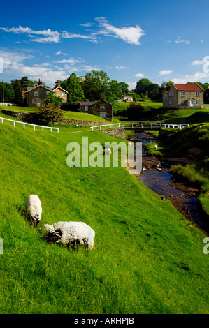 Hutton-le-Hole Dorf grüne Westseite und Hutton Beck mit weidenden Schafen Stockfoto