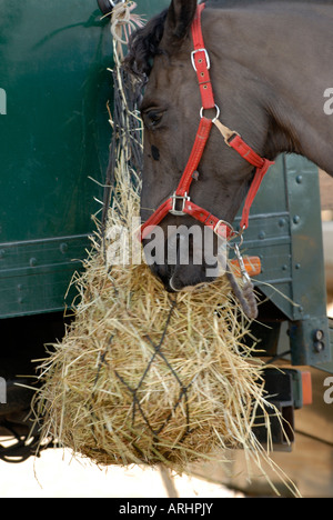 Pferde Tack Eimer Horsboxes Ställe und Ausmisten Tiere Fahrer Transport-Anhänger und Tücher Vollblutpferde Sättel, Dressur und showjumpin Stockfoto