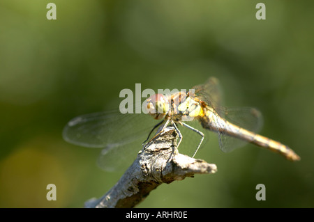 Libelle Norfolk Hawker Aeshna Anaciaeshna gleichschenkelig Stockfoto