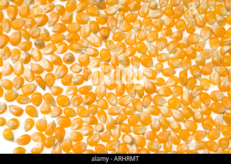 Popcorn Mais Popp pop unpopped Mais Mais Ausschnitt auf weißem Hintergrund Stockfoto