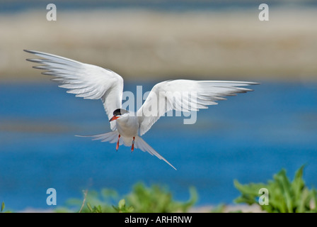 Flussseeschwalbe Im Flug - Sterna hirundo Stockfoto