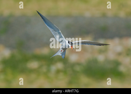 Flussseeschwalbe Im Flug - Sterna hirundo Stockfoto