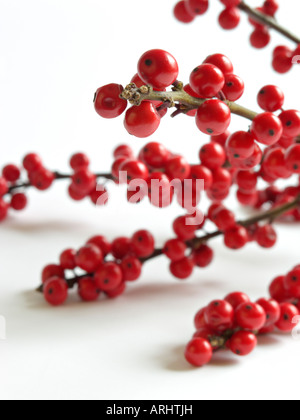 Amerikanische winterberry (Ilex verticilata) Stockfoto