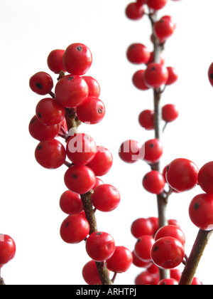 Amerikanische winterberry (Ilex verticilata) Stockfoto