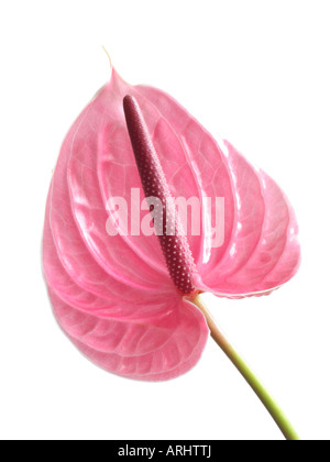 Flamingo Blume (ANTHURIUM) Stockfoto