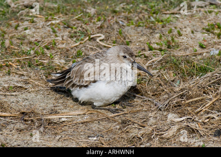 Zwergstrandläufer Calidris Minuta Stint Strandlaeufer Wathose Stockfoto