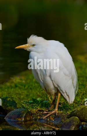 Kuhreiher - Bubulcus ibis Stockfoto