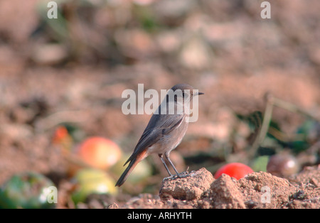 Black Redstart, Phoenicurus Ochruros. Stockfoto