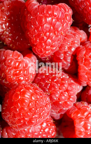 Eine Nahaufnahme von frisch gepflückten Bio Himbeeren Stockfoto