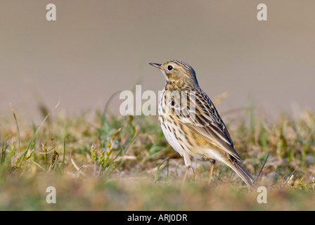 Wiesenpieper - Anthus pratensis Stockfoto