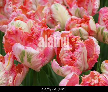 Papagei Tulpe Apricot Parrot Stockfoto