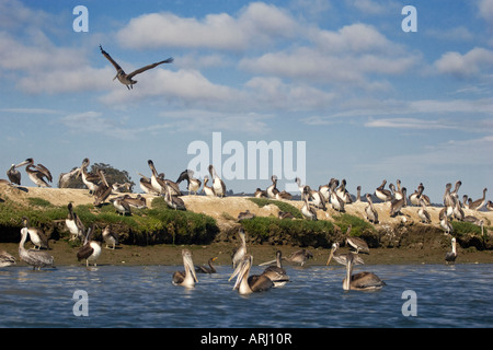 BRAUNE PELIKANE Pelecanus Occidentalis eine vom Aussterben bedrohte Arten Schlafplatz auf ELKHORN SLOUGH MOSS LANDING Kalifornien Stockfoto