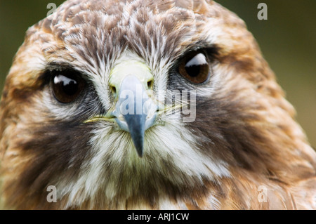 Eine enge u-Porträt eines roten tailed Bussard mit Augen, Schnabel und Gefieder Stockfoto