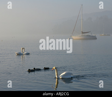 Wildfowl am Lake Windermere, mit zwei Schwäne, die Form eines Herzens. Nationalpark Lake District, Cumbria, England Großbritannien Stockfoto