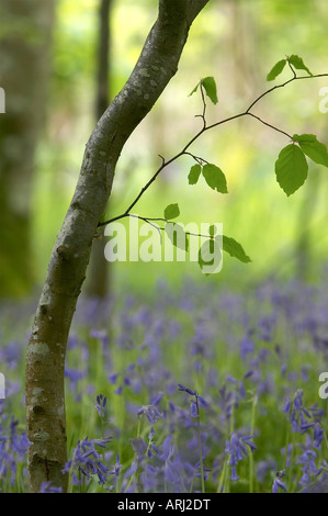 Buche in einem Bluebell-Teppich Stockfoto