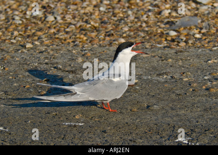 Flussseeschwalbe - Sterna Hirundo- Stockfoto