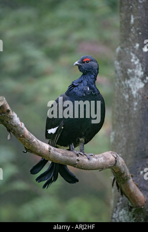 BIRKHUHN at Tetrix männlichen Deutschland Stockfoto