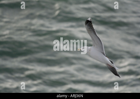 Möwen fliegen neben einer Fähre über den Kanal segeln. Stockfoto