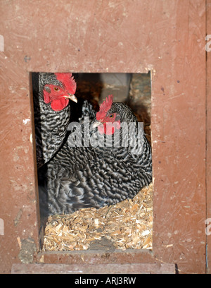 Zwei USA gesperrt Plymouth Rock Huhn Hühner Peek heraus aus ihrem Stall Stockfoto