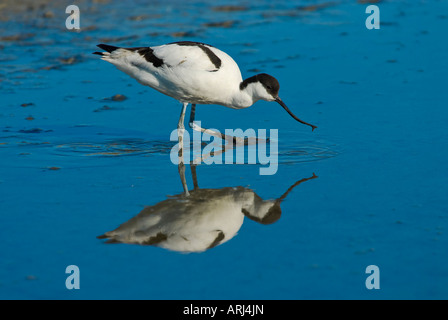 Saebelschnaebler Recurvirostra Avosetta Pied avocet Stockfoto