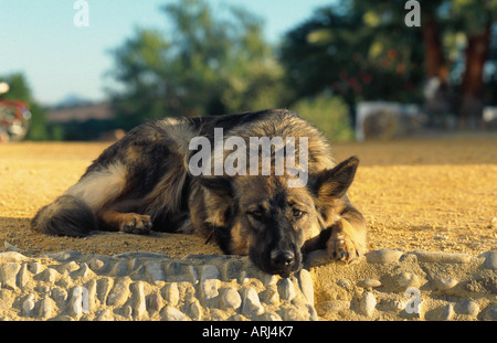 Mischling Hund (Canis Lupus F. Familiaris), Deutscher Schäferhund-Mix, ruhen Stockfoto